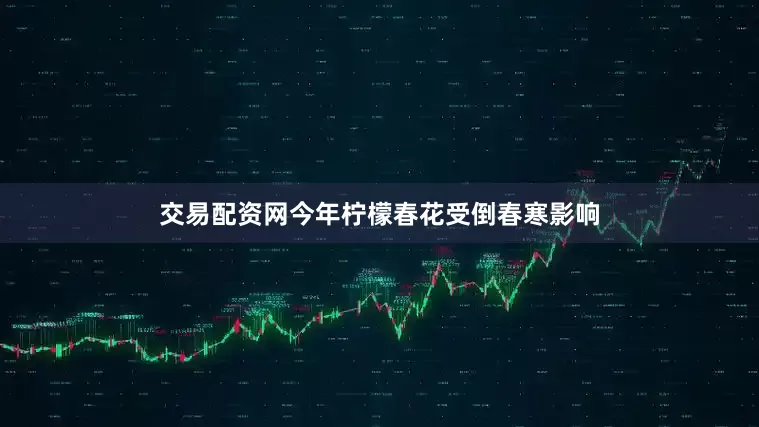 交易配资网今年柠檬春花受倒春寒影响